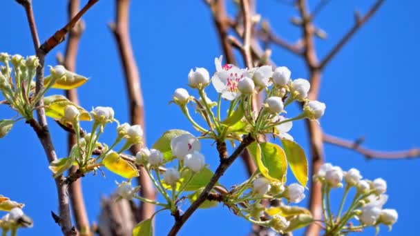 Albero Fiori Primaverili Con Fiori — Video Stock