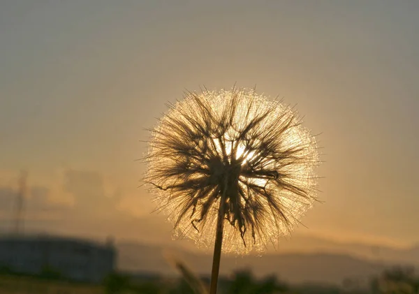 Dandelion Closeup Contra Sol Céu — Fotografia de Stock