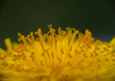 Karahindiba sarısı çiçek yakın çekim makrosu