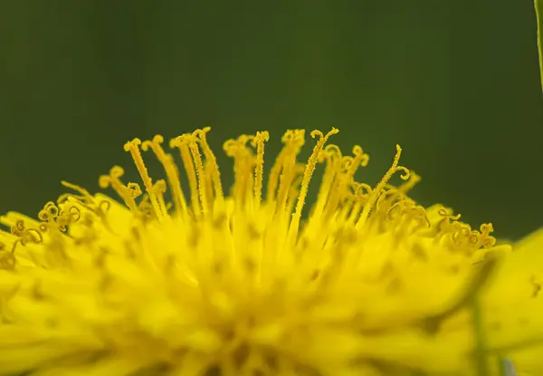 Dandelion Amarelo Flor Closeup Macro — Fotografia de Stock