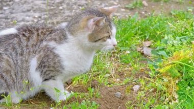 Kedi avluda 4K oynuyor.