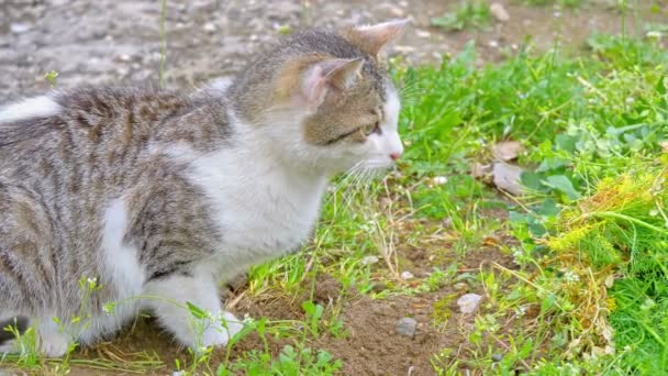 chat joue dans la cour 4k 