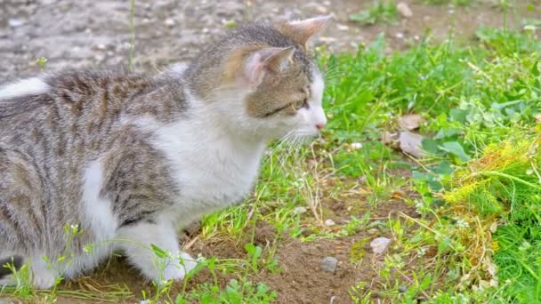 Katze Spielt Hof — Stockvideo