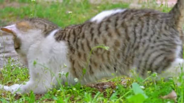 Cat Plays Yard — Stock Video