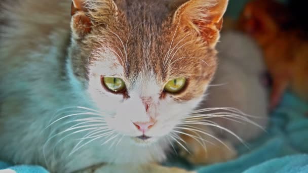 Kočka Myje Lízání Jeho Tlapky Jazyk — Stock video