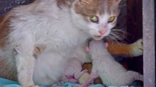 Katten Värmer Och Skyddar Små Kattungar — Stockvideo