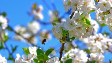 4k çiçekli ağaç bahar çiçeği