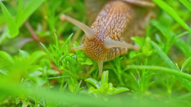 Escargot Sur Terrain Macro — Video