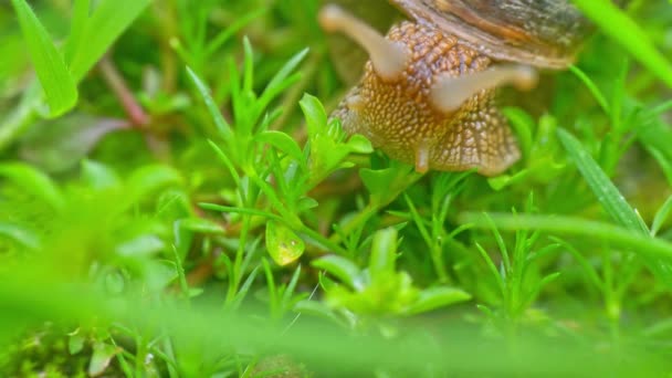 Caracol Chão Macro — Vídeo de Stock