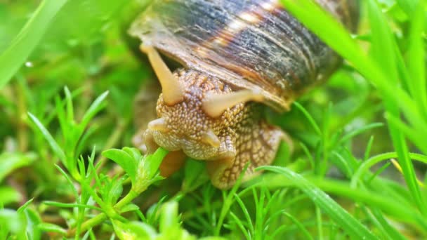 Caracol Chão Macro — Vídeo de Stock