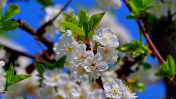 Lente Bloesem Boom Met Bloemen — Stockvideo