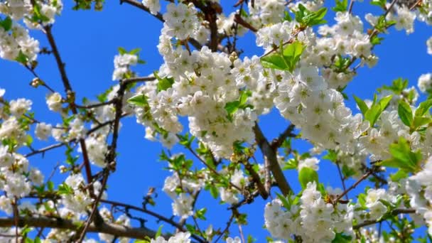 Frühlingsblütenbaum Mit Blumen — Stockvideo