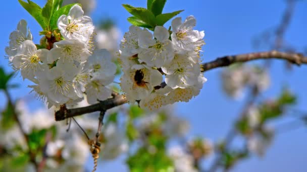 Våren Blossom Träd Med Blommor — Stockvideo