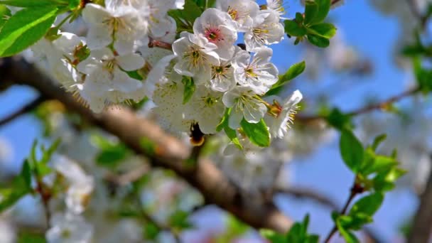 Albero Fiori Primaverili Con Fiori — Video Stock