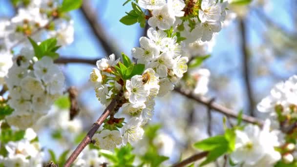 Frühlingsblütenbaum Mit Blumen — Stockvideo