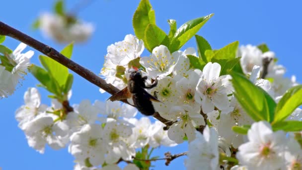 Spring Blossom Tree Flowers — Stock Video