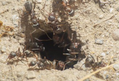 yuvadaki karıncalar