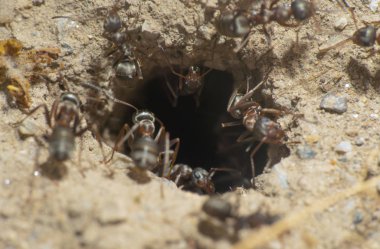 yuvadaki karıncalar