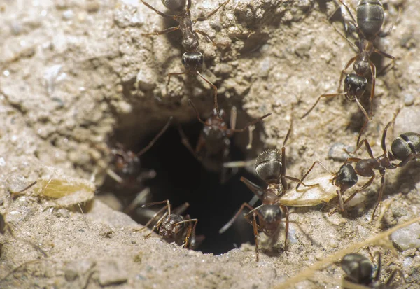 Semut Dalam Lubang Sarang — Stok Foto