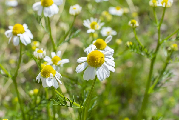 Kwiaty Rumianku Polu Dzikiej Trawy — Zdjęcie stockowe