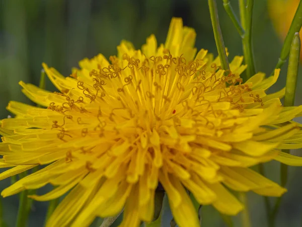 Πικραλίδα Κίτρινο Λουλούδι Closeup Μακροεντολή — Φωτογραφία Αρχείου