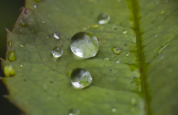 Makro Grünes Blatt Regentropfen — Stockfoto