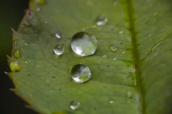 Macro Green Leaf Rain Drop — Stock Photo, Image