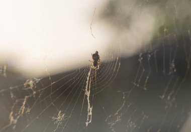 Örümcek ağı makrosu