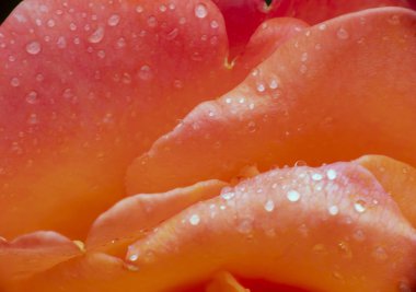 kırmızı gül yağmur damlası makro