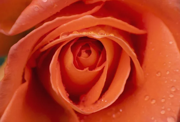 Rose Rouge Goutte Pluie Macro — Photo