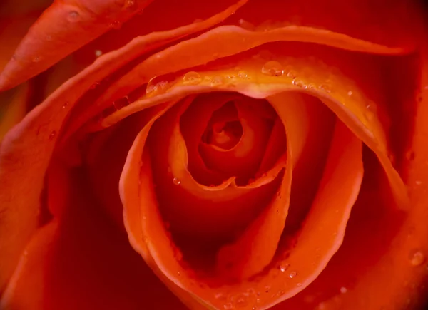 Vermelho Rosa Chuva Gota Macro — Fotografia de Stock