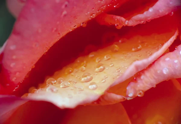 Röd Ros Regn Droppe Makro — Stockfoto