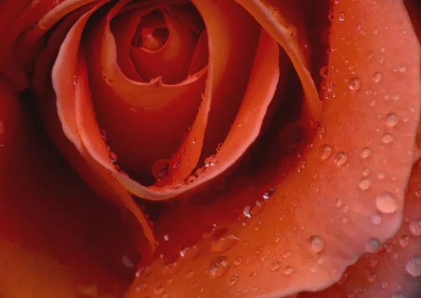 Rojo Rosa Gota Lluvia Macro —  Fotos de Stock