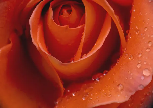 Rose Rouge Goutte Pluie Macro — Photo