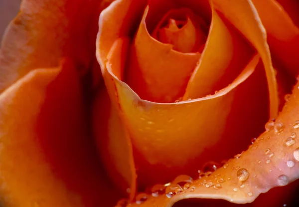 Vermelho Rosa Chuva Gota Macro — Fotografia de Stock