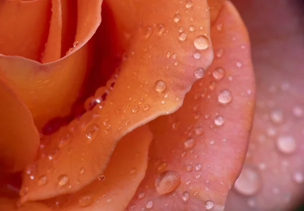 Rose Rouge Goutte Pluie Macro — Photo