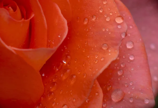 Rose Rouge Goutte Pluie Macro — Photo