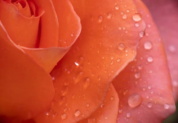 Rose Rouge Goutte Pluie Macro — Photo