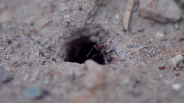 Formigas em um buraco de ninho 60 fps a 30 fps 4k — Vídeo de Stock