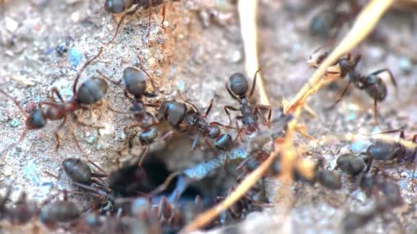 Ants in a nest hole 60 fps to 30 fps 4k — Stock Video
