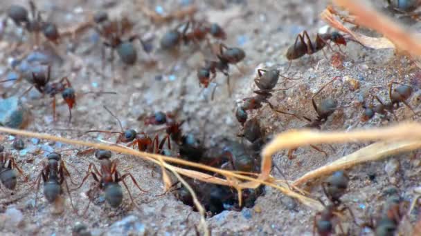 Ants in a nest hole 60 fps to 30 fps 4k — Stock Video