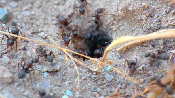 Hormigas en un agujero del nido 60 fps a 30 fps 4k — Vídeos de Stock