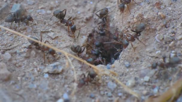 Hormigas en un agujero del nido 60 fps a 30 fps 4k — Vídeos de Stock