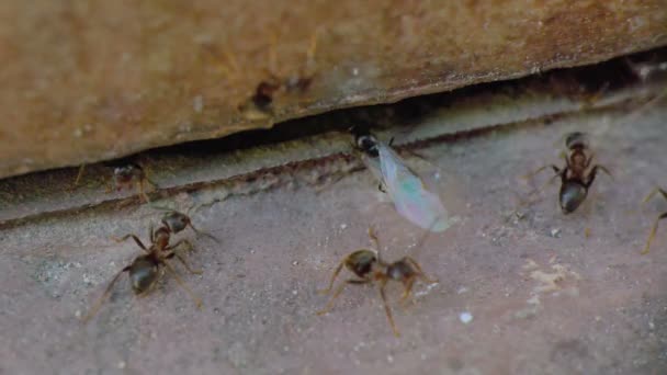 Φτερά μυρμήγκια από τον τοίχο κοντά 4k — Αρχείο Βίντεο
