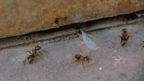 ailes fourmis par le mur fermer 4k 