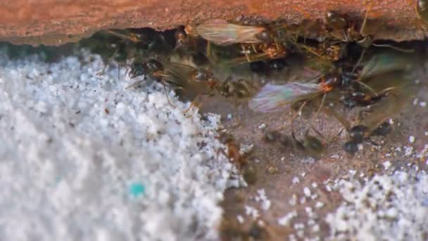 Крылья муравьев у стены закрыть 4k — стоковое видео