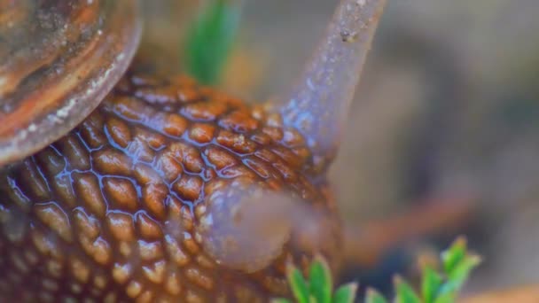 Snail close up in the garden 4k — Stock Video
