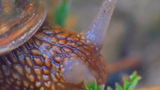 蜗牛关在花园里4k — 图库视频影像