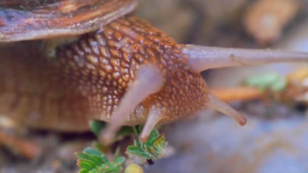 Caracol de cerca en el jardín 4k — Vídeos de Stock