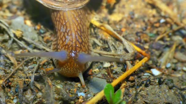 Escargot fermer dans le jardin 4k — Video